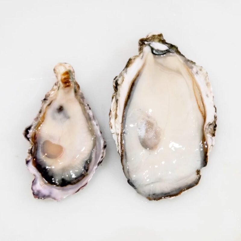 🔥LOWEST PRICE🔥 Japan Hyogo Oyster Sashimi Grade – Oosterbay