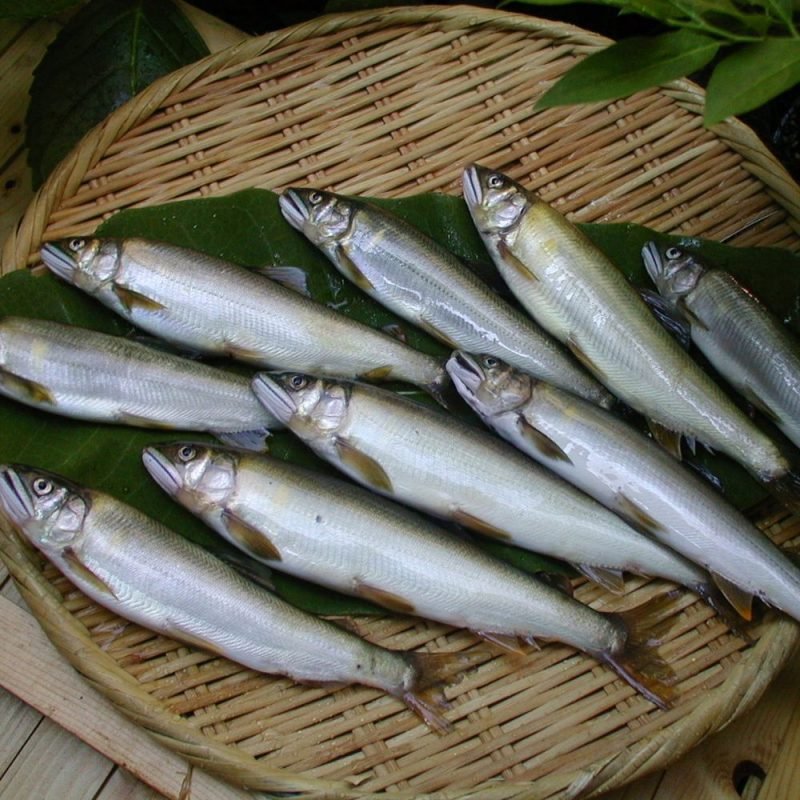 [IN SEASON] Ayu Sweetfish with Roe 子持ち鮎 – Oosterbay