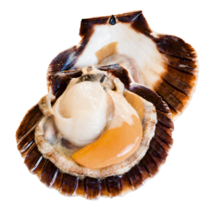 Shellfish - Ready to cook